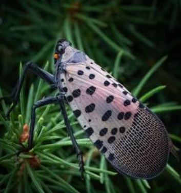 Spotted Lanternfly: A colorful cause for concern