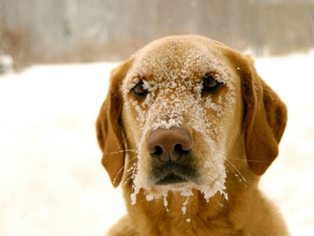 Pet Safety in Cold Weather