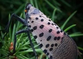Spotted Lanternfly: A colorful cause for concern